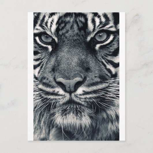Tigerdesign Postkarte (Vorderseite)