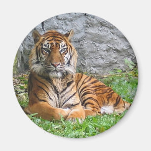 Tigerdruck Magnet