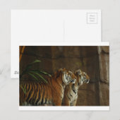 Tigerdruckkatze personalisiert postkarte (Vorne/Hinten)