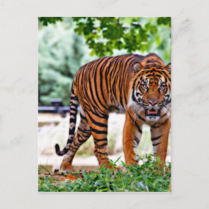 Tigerdruckkatze personalisiert postkarte