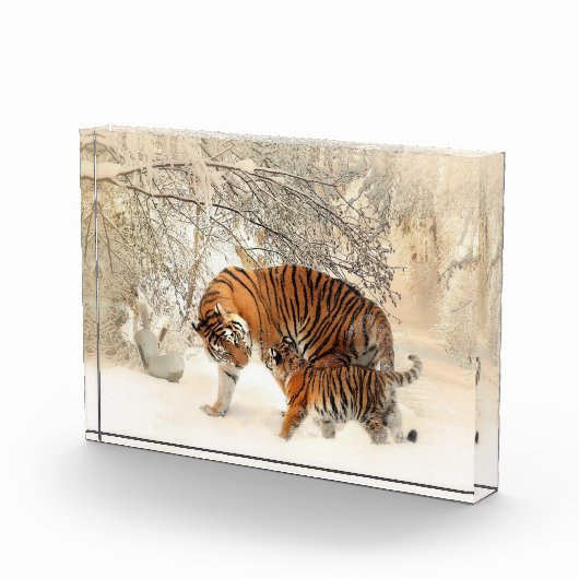 Tigerfamilie im Winter Landschaftsblock Foto (Rechts)