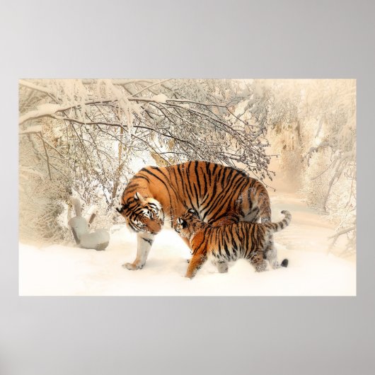 Tigerfamilie im Winter Poster (Vorne)