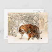 Tigerfamilie im Winter Postkarte (Vorne/Hinten)