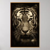 Tigergefecht wachsen in Sepia Tones Poster (Vorne)