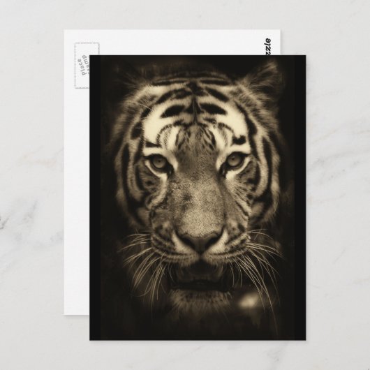 Tigergefecht wachsen in Sepia Tones Postkarte (Vorne/Hinten)