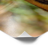 Tigergesicht Fotodruck (Ecke)