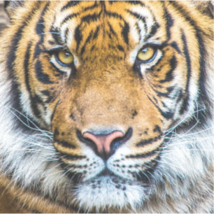 Tigergesicht Nah Aufkleber
