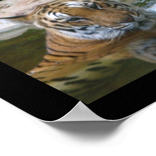 Tigergesicht Poster (Ecke)