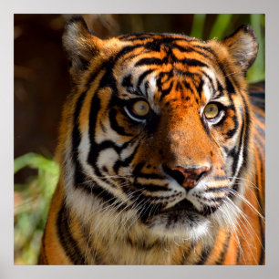 Tigergesicht Poster