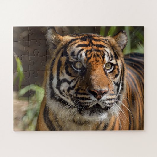 Tigergesicht Puzzle (Horizontal)