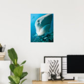 Tigerhai (Galeocerdo cuvier) Hai gefüttert Poster (Heimbüro)