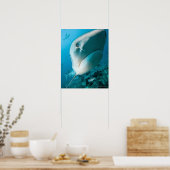 Tigerhai (Galeocerdo cuvier) Hai gefüttert Poster (Küche)
