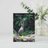 Tigerheron in Tortuguero Postkarte (Stehend Vorderseite)