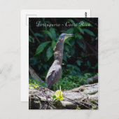 Tigerheron in Tortuguero Postkarte (Vorne/Hinten)