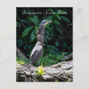 Tigerheron in Tortuguero Postkarte