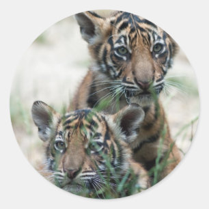 Tigerjunge Runder Aufkleber