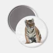 Tigerjunges im Schnee Foto Magnet (Vorderseite/Rückseite)