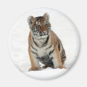 Tigerjunges im Schnee Foto Magnet