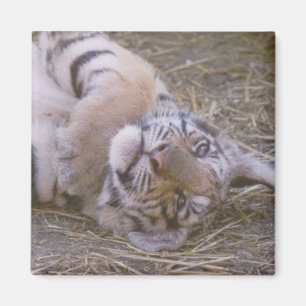 Tigerjunges Magnet