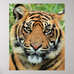 Tigerjunges-Porträt Poster