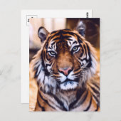Tigerkatze Nah aufgewachsene Tierwelt Postkarte (Vorne/Hinten)