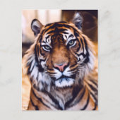 Tigerkatze Nah aufgewachsene Tierwelt Postkarte (Vorderseite)
