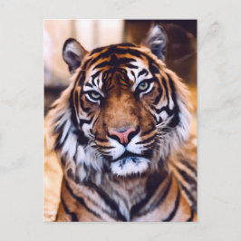 Tigerkatze Nah aufgewachsene Tierwelt Postkarte