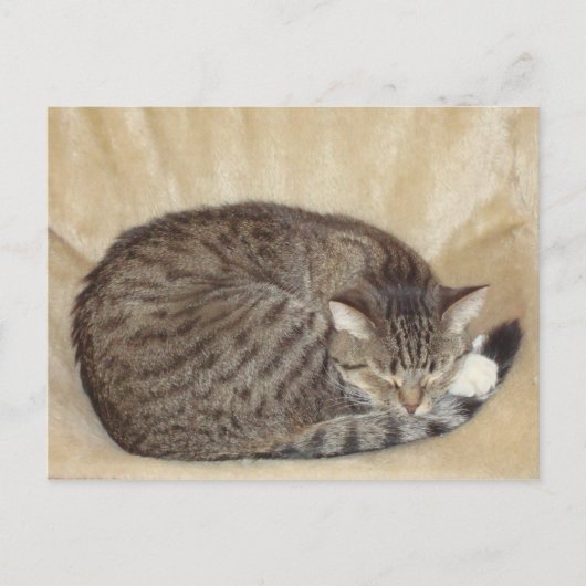 Tigerkatze Postkarte (Vorderseite)