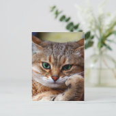 Tigerkatze Postkarte (Stehend Vorderseite)