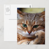 Tigerkatze Postkarte (Vorne/Hinten)