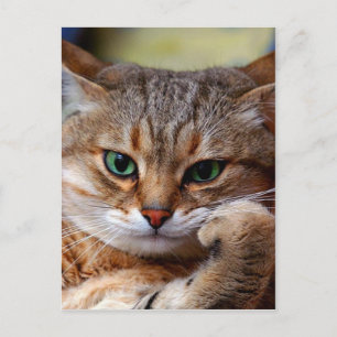 Tigerkatze Postkarte