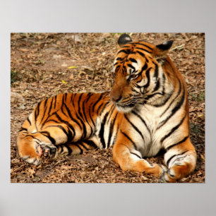 Tigerkatzen-Druck individuell anpassbar für Jahres Poster