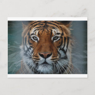 Tigerkatzen-Streifen Dschungelnebel Tier Postkarte