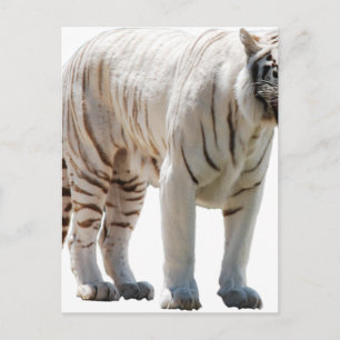Tigerkatzenstreifen personalisieren DIY-Jubiläen Postkarte
