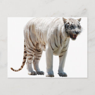 Tigerkatzenstreifen personalisieren DIY-Jubiläen Postkarte