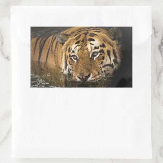 Tigerkleber Rechteckiger Aufkleber (Tasche)