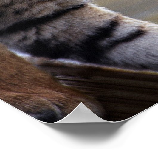 Tigerklettern Poster (Ecke)