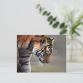 Tigerklettern Postkarte (Stehend Vorderseite)