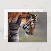 Tigerklettern Postkarte (Vorne/Hinten)
