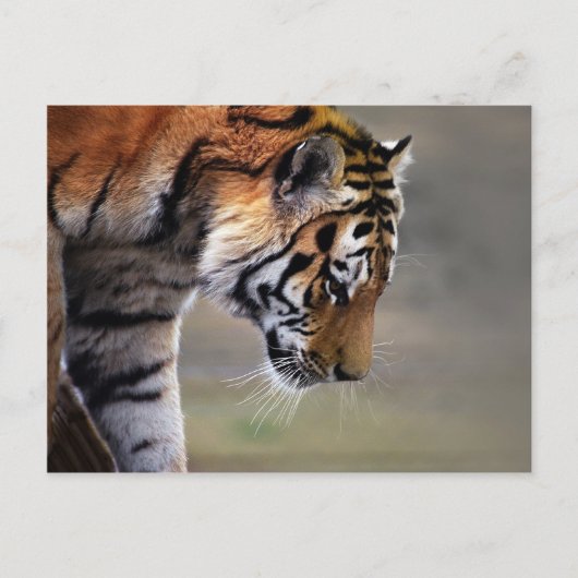 Tigerklettern Postkarte (Vorderseite)