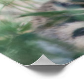 Tigerknochen Poster (Ecke)