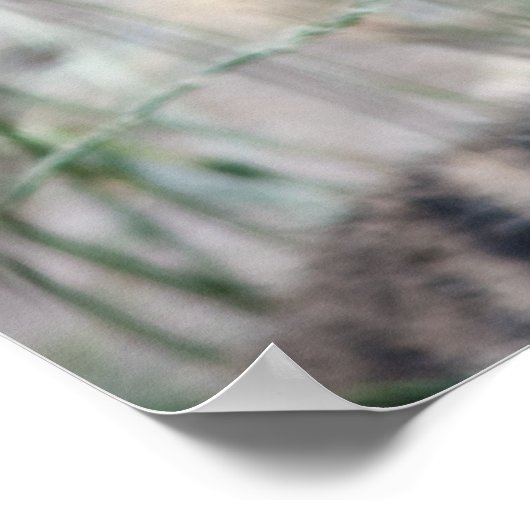 Tigerknochen Poster (Ecke)