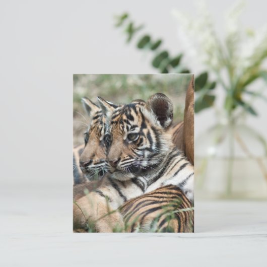 Tigerknochen Postkarte (Stehend Vorderseite)
