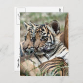 Tigerknochen Postkarte (Vorne/Hinten)
