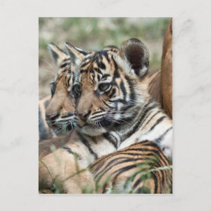 Tigerknochen Postkarte