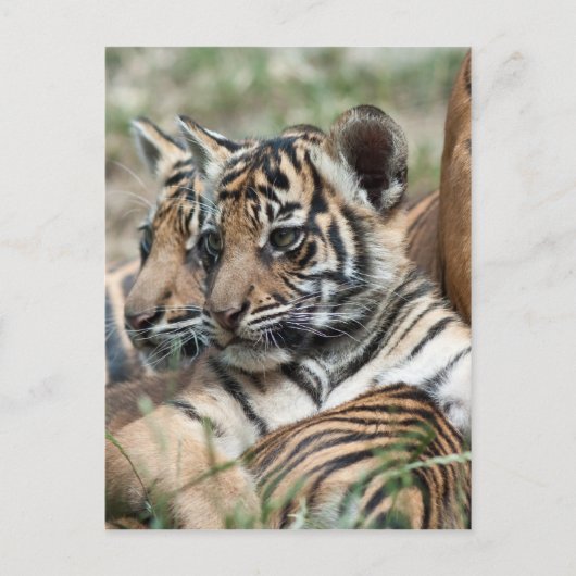 Tigerknochen Postkarte (Vorderseite)