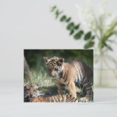Tigerknochen Postkarte (Stehend Vorderseite)