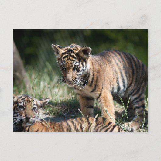 Tigerknochen Postkarte (Vorderseite)