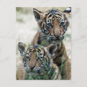 Tigerknochen Postkarte