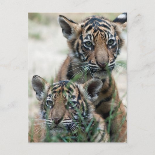 Tigerknochen Postkarte (Vorderseite)